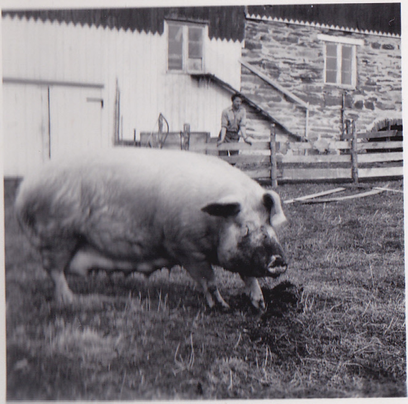 Historisk bilde fra 1950-tallet som viser gris på Innestua gård med tradisjonelle steinbygninger